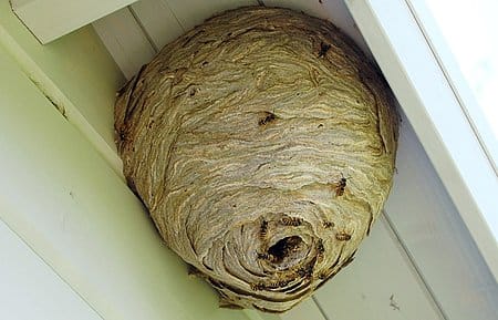wespennest verwijderen Houten